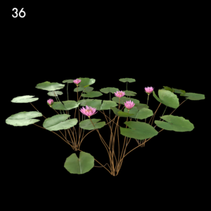 Nymphaea Orchid Proxy Model