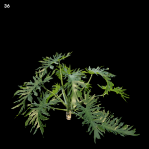 Philodendron Bipinnatifidum Proxy Model
