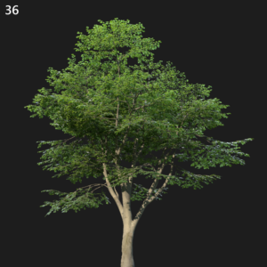 Beech Tree Proxy Model for SketchUp