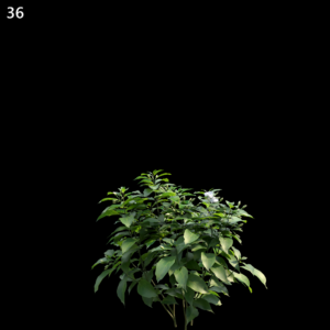 Tabernaemontana Divaricata Proxy Model