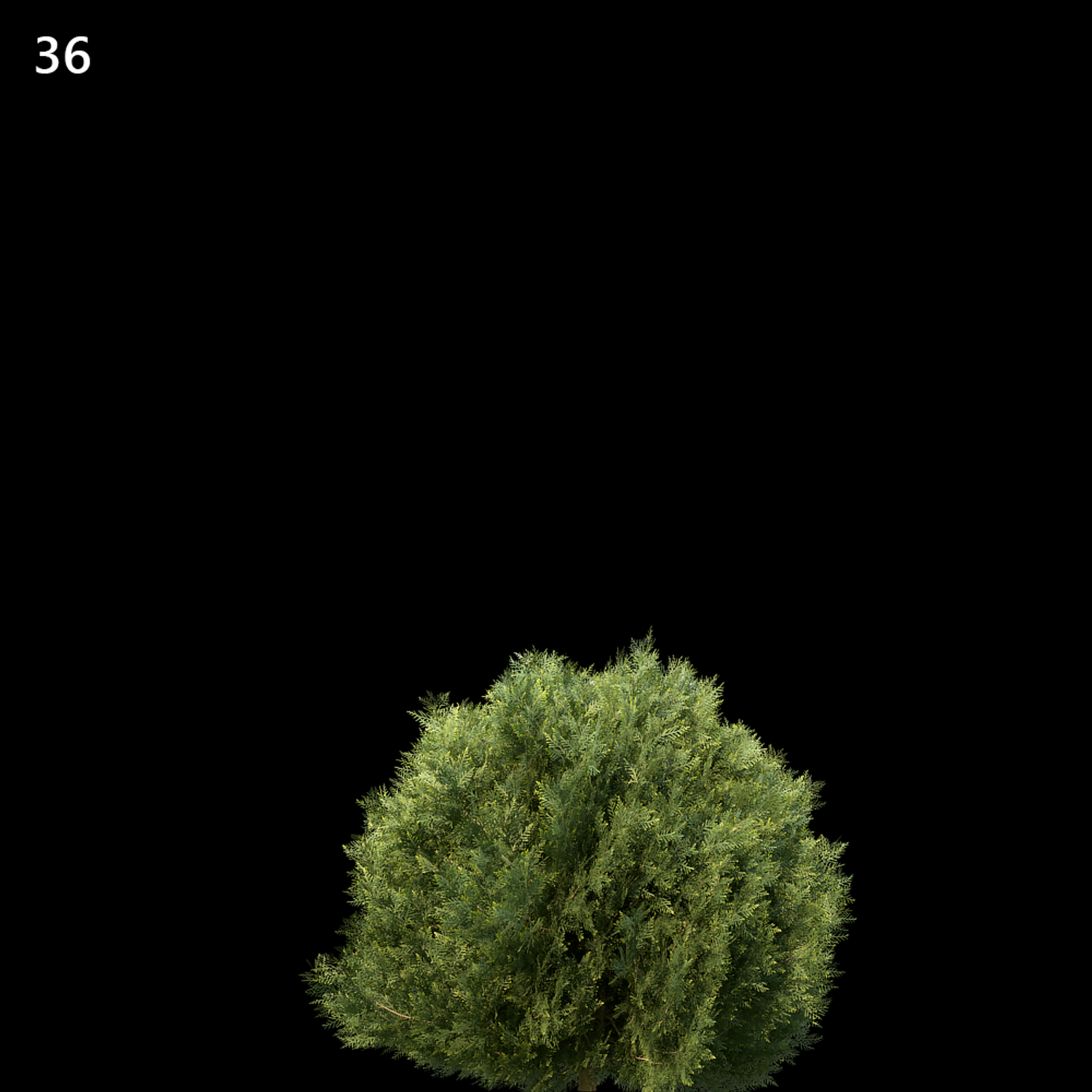 Platycladus Orientalis Proxy Model for SketchUp