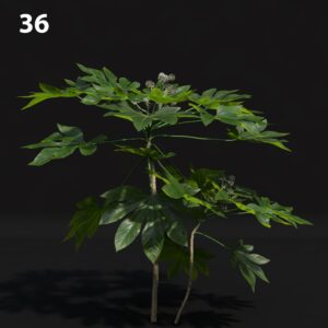 Papaya Plant V-Ray Proxy Model for SketchUp