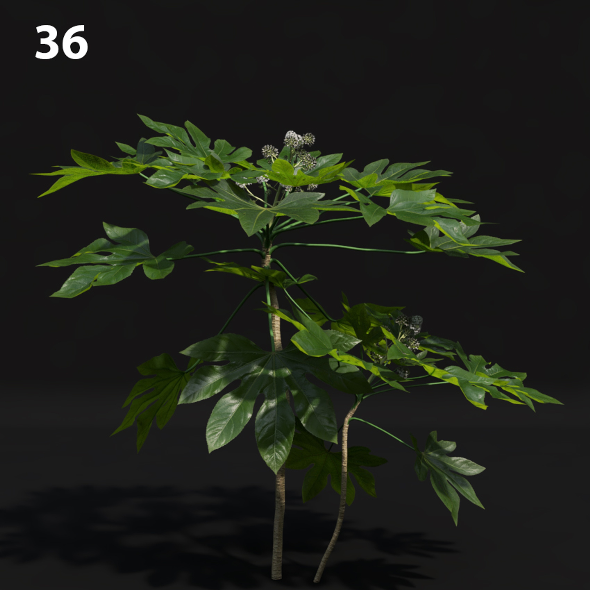 Papaya Plant V-Ray Proxy Model for SketchUp