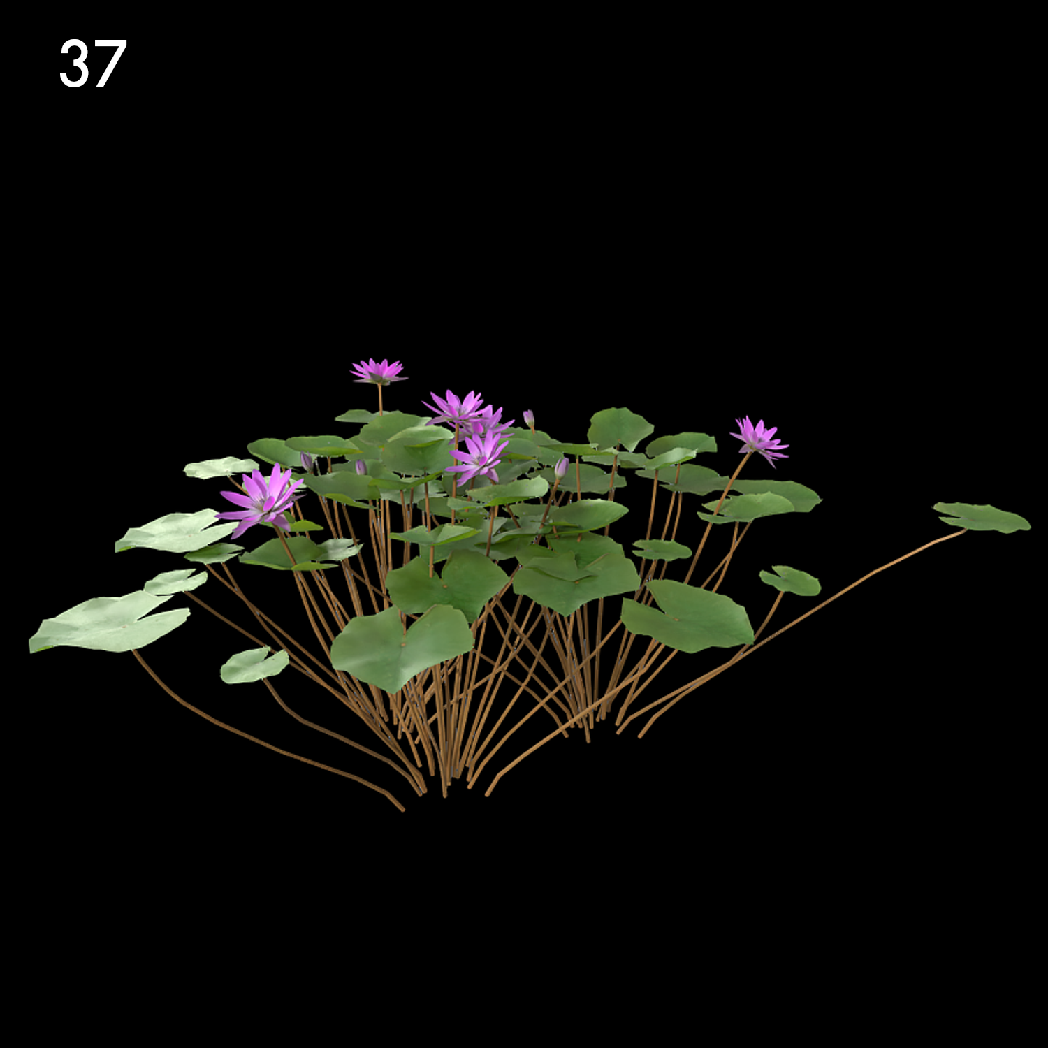 Nymphaea Purple Plant Model