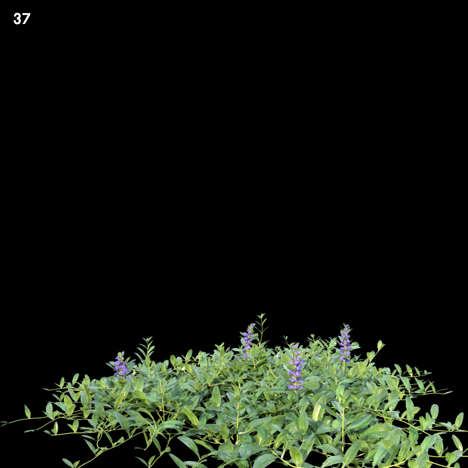 Ajuga Reptans Proxy Model for SketchUp with V-Ray