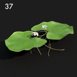 Lily Pad Proxy Model for SketchUp