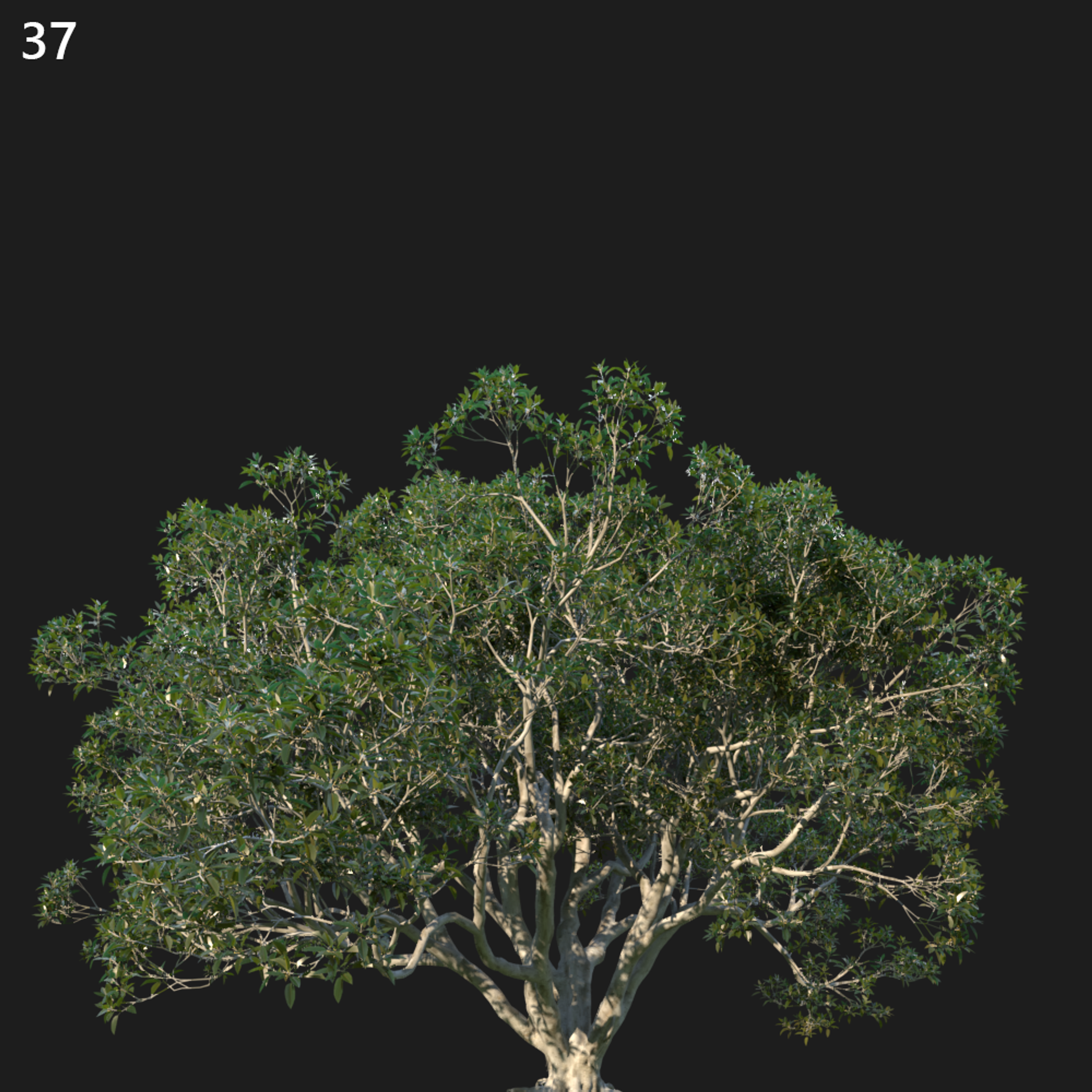 Ficus Macrophylla Proxy Model for SketchUp