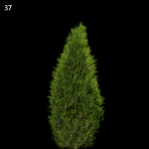 Platycladus Orientalis Proxy Model for SketchUp with V-Ray