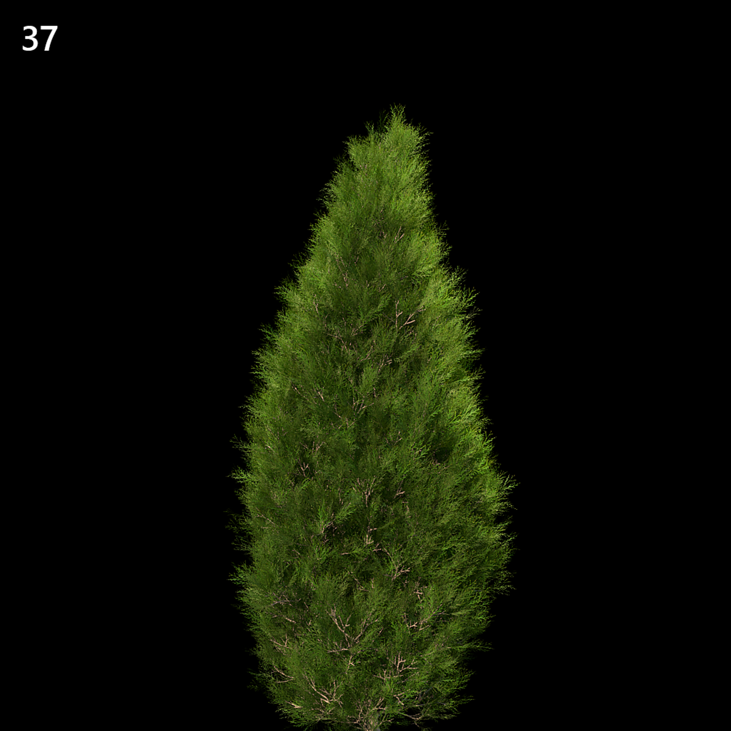 Platycladus Orientalis Proxy Model for SketchUp with V-Ray