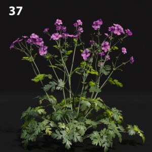 Purple Flower Proxy Model for SketchUp with V-Ray