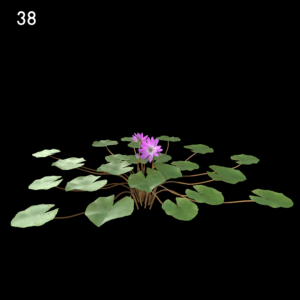 Nymphaea Purple Proxy Model