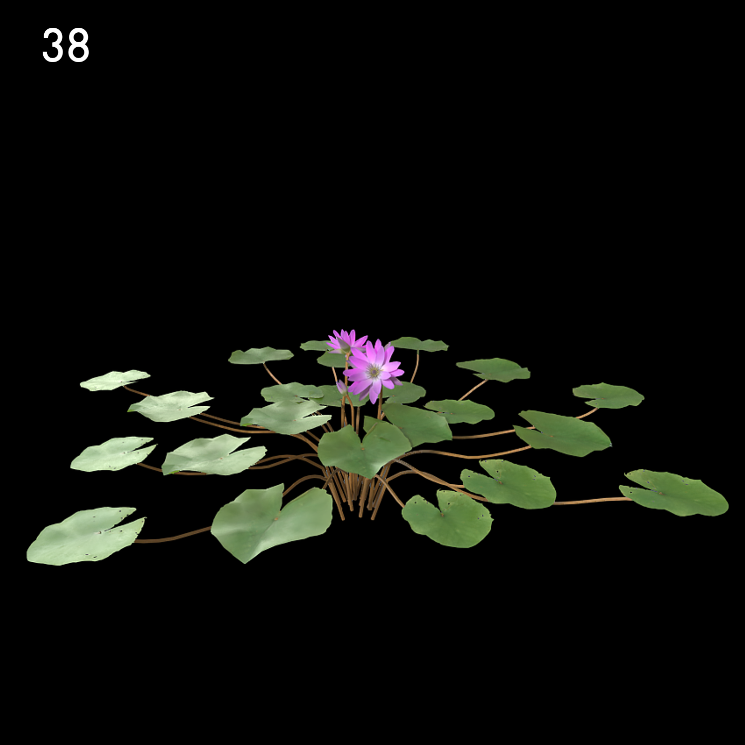 Nymphaea Purple Proxy Model