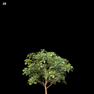Pittosporum Glabratum Proxy Model for SketchUp
