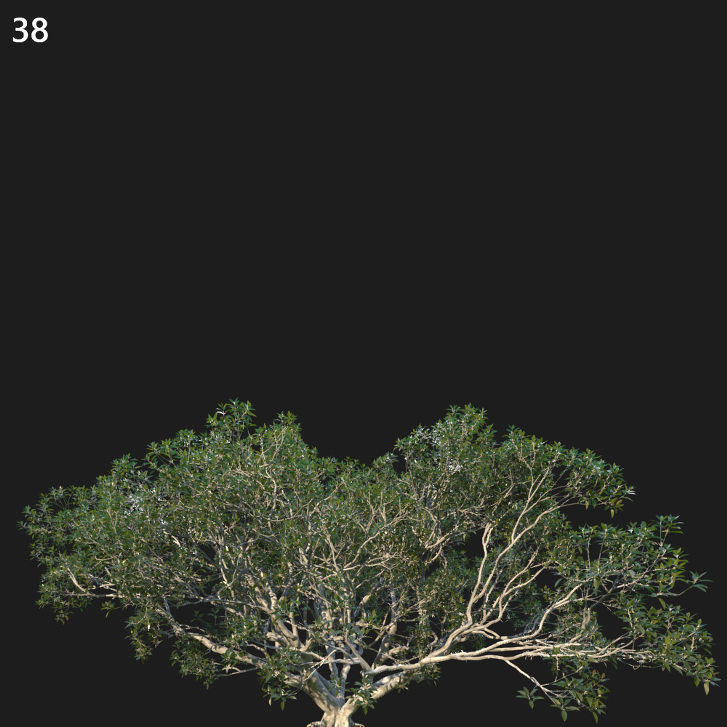 Ficus Macrocarpa Proxy Model for SketchUp