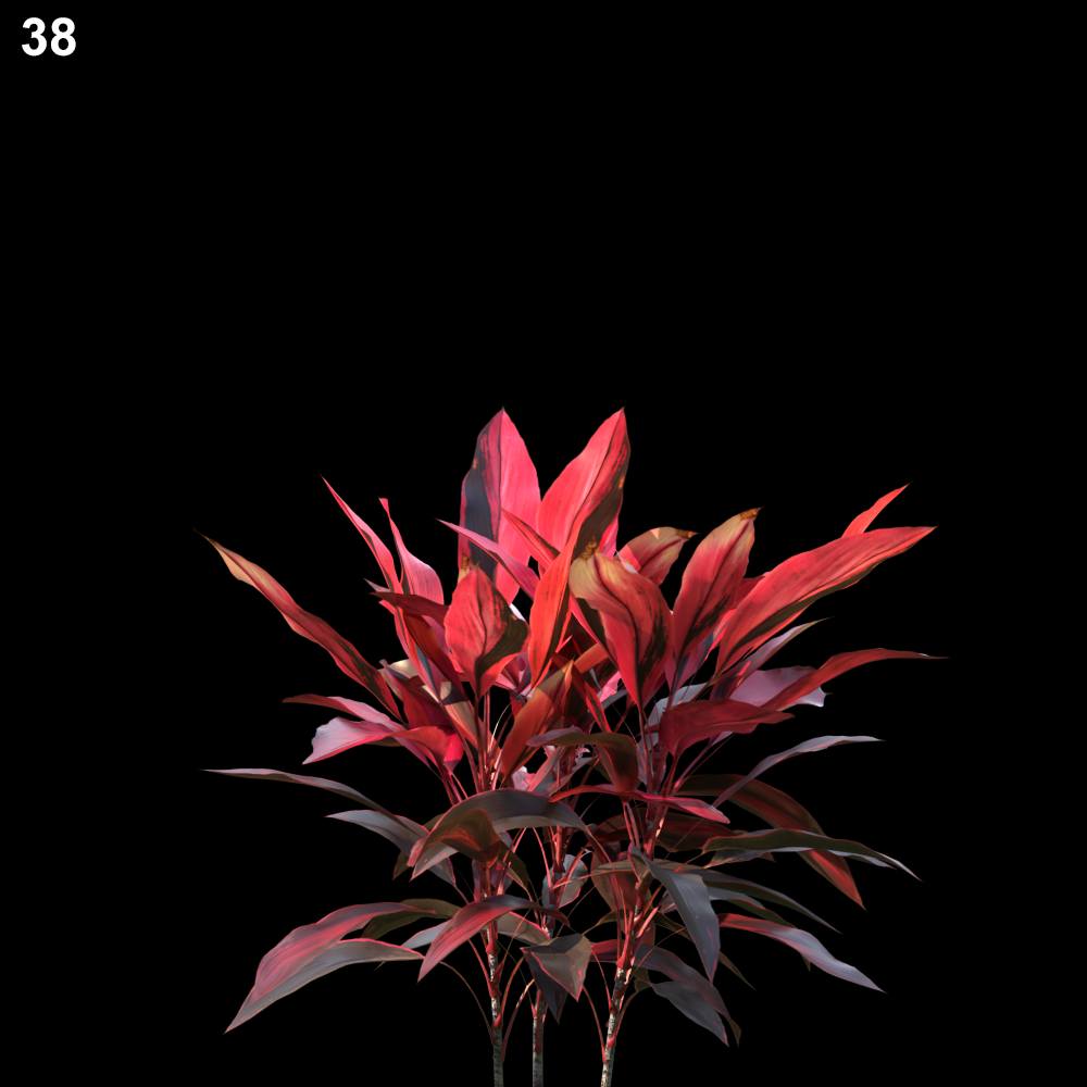 Cordyline Rubra Proxy Model for SketchUp