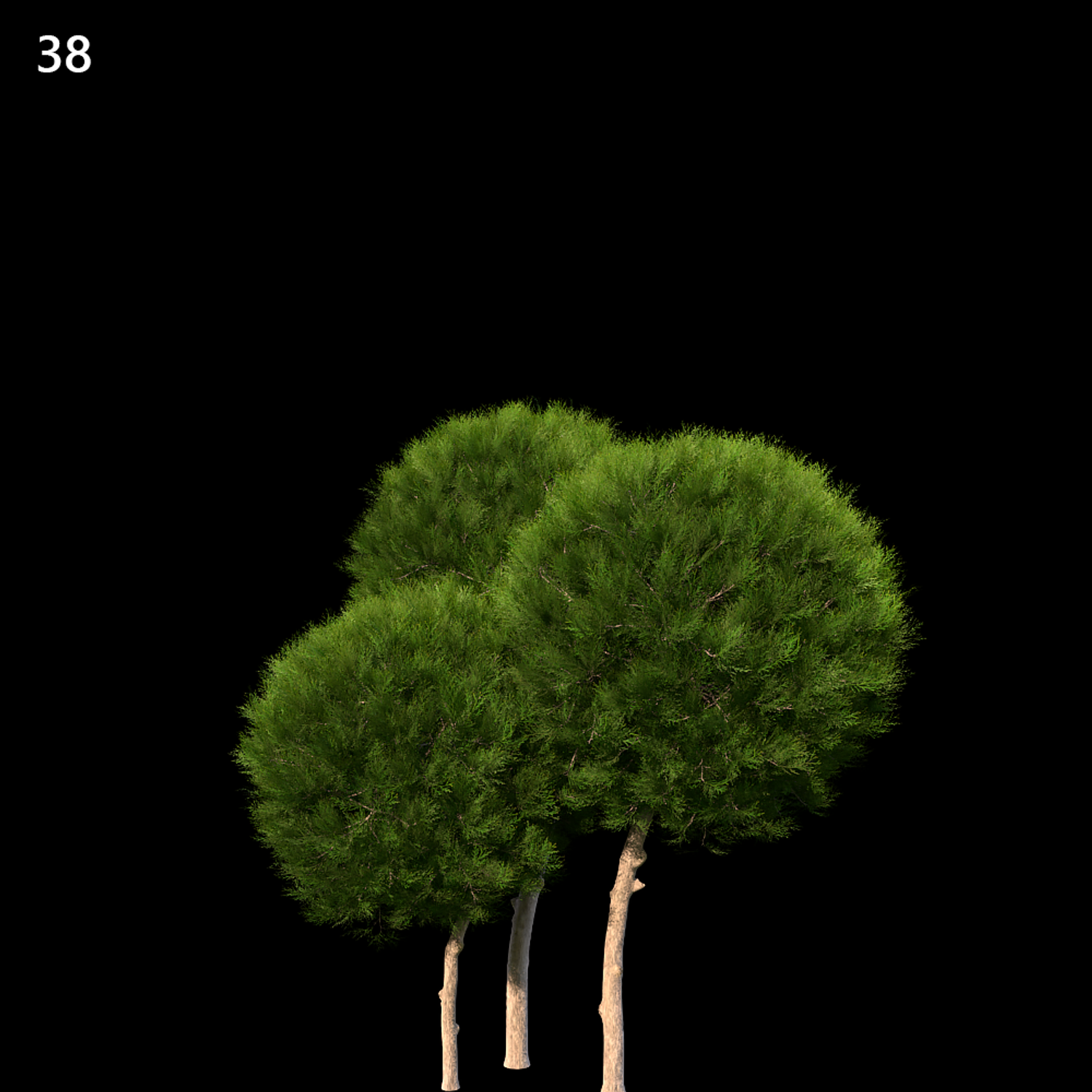 Platycladus Orientalis Proxy Model