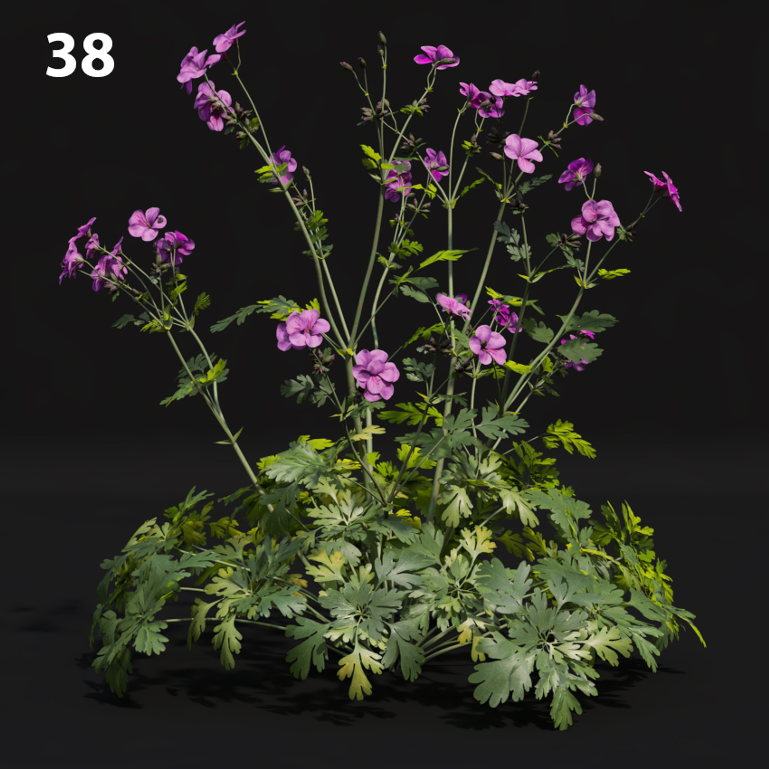 Geranium Proxy Model for SketchUp with V-Ray