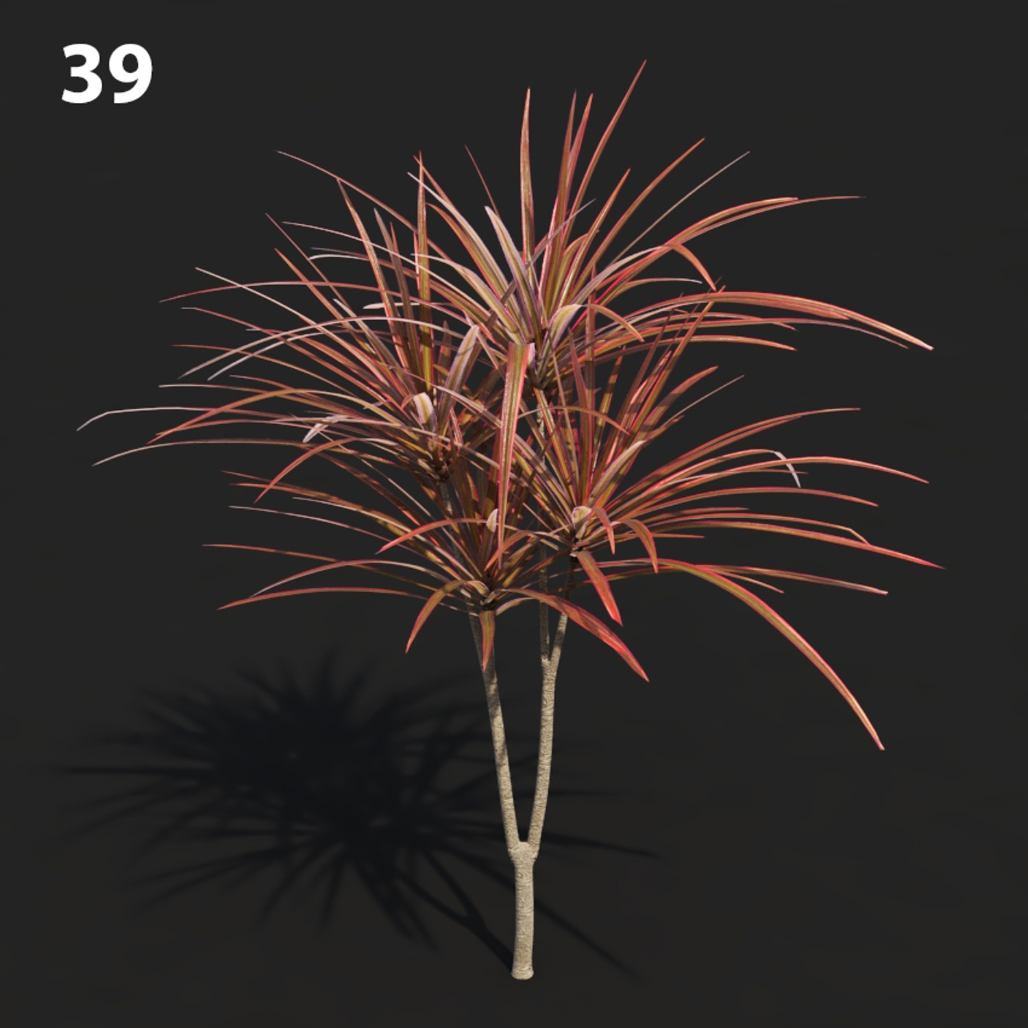 MTV75 Dracaena Proxy Model