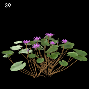 Purple Nymphaea Flower Model