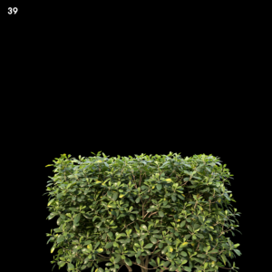 Pittosporum Glabratum Proxy Model