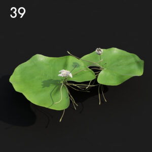 Water Lily Proxy Model for SketchUp
