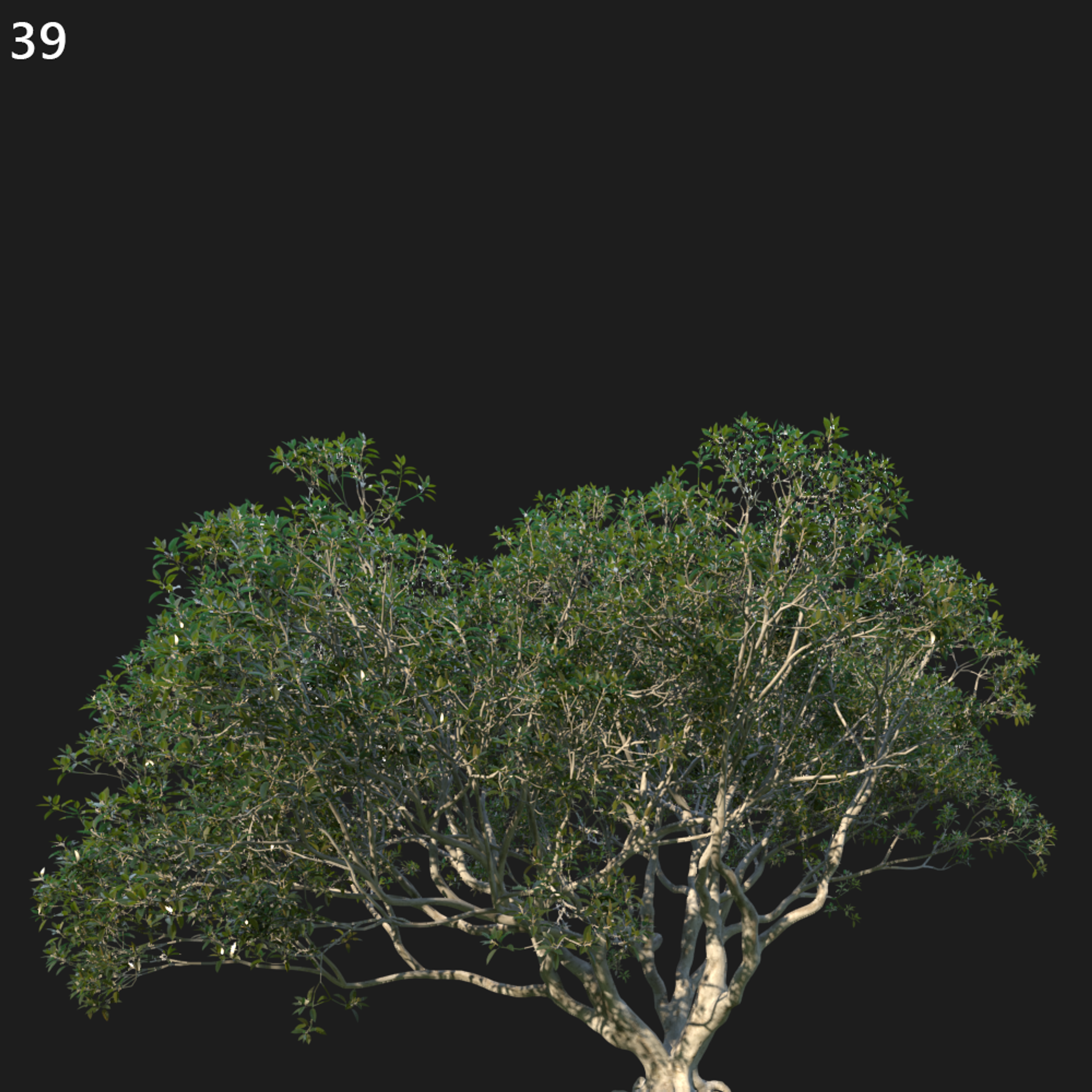 Ficus Macrophylla Proxy Model