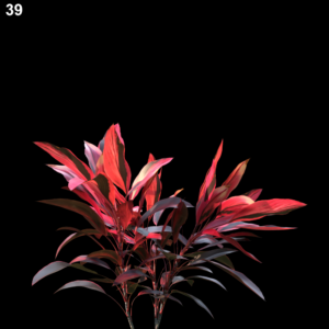 Cordyline Red Plant Model