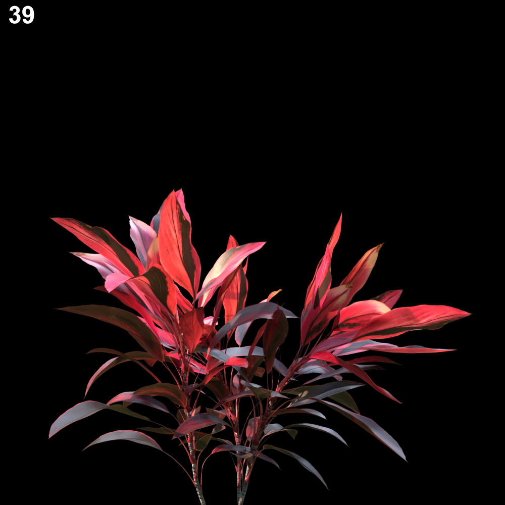 Cordyline Red Plant Model
