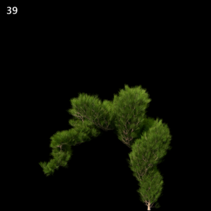 Platycladus orientalis Proxy Model for SketchUp with V-Ray