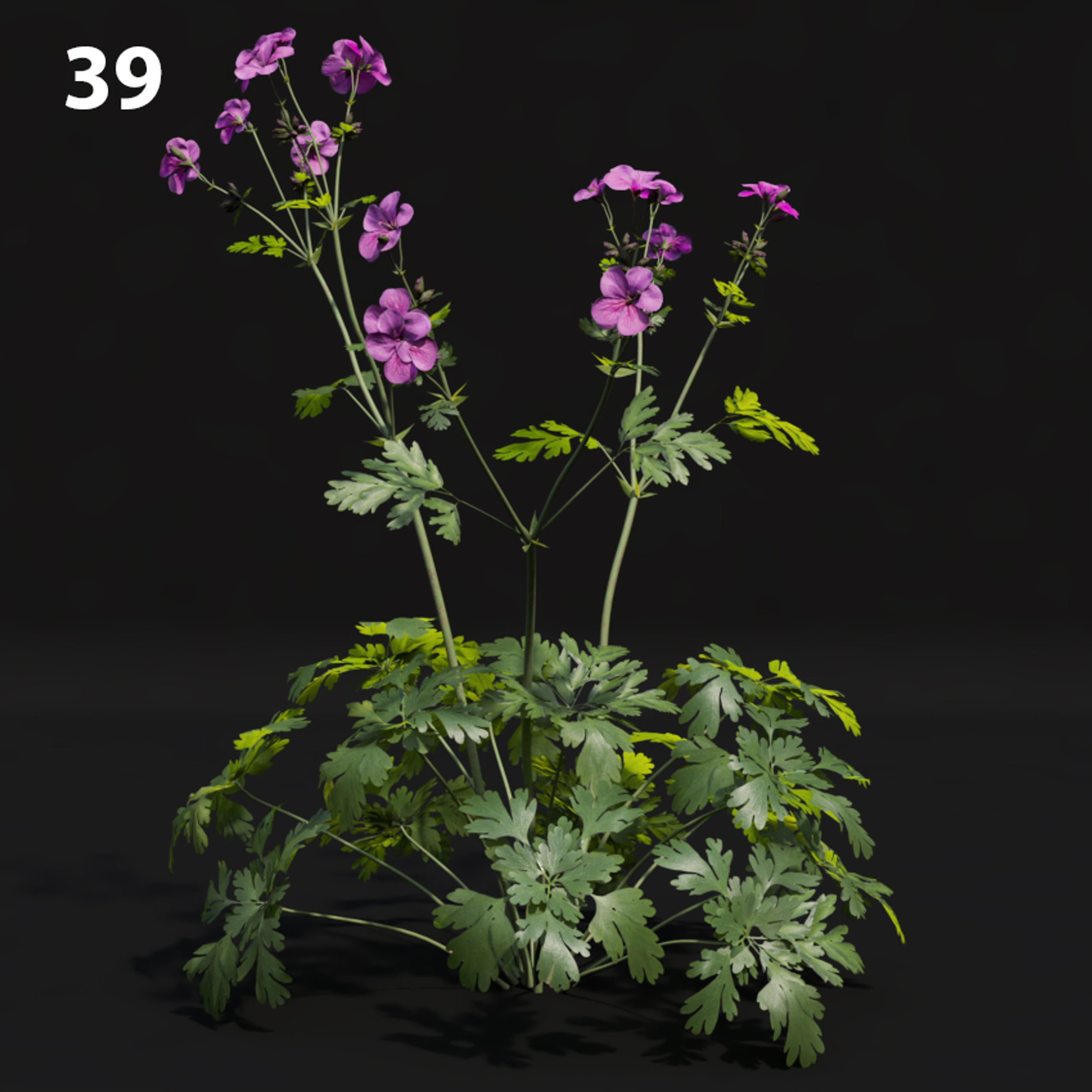 Geranium Proxy Model