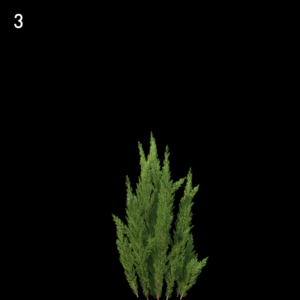 Erica Arborea Proxy Model