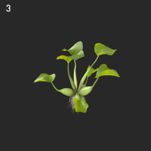 Eichhornia Crassipes Proxy Model for SketchUp