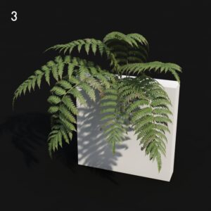 Cibotium Proxy Model for SketchUp with V-Ray