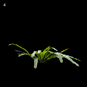 Asplenium Nidus Plant Proxy Model for SketchUp with V-Ray