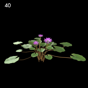 Purple Nymphaea Flower Proxy Model