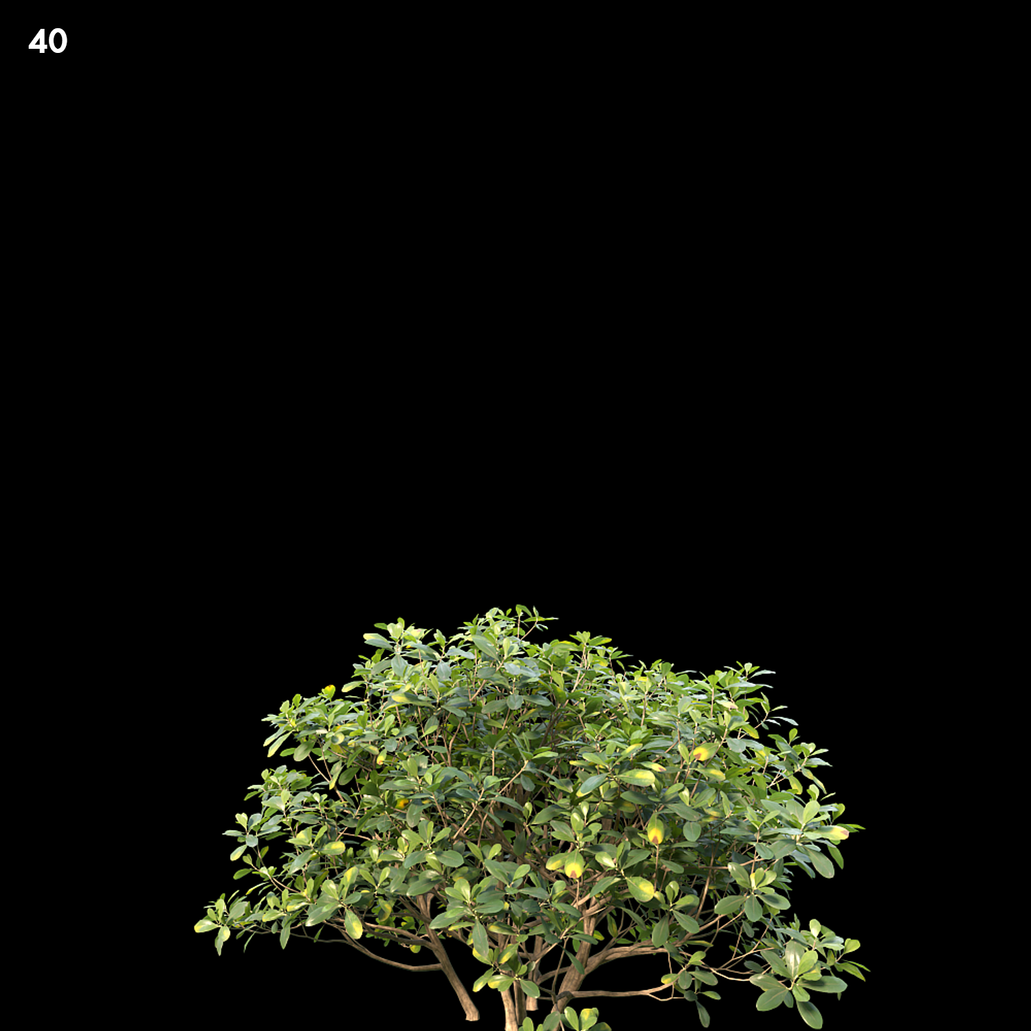 Pittosporum Glabratum Proxy Model