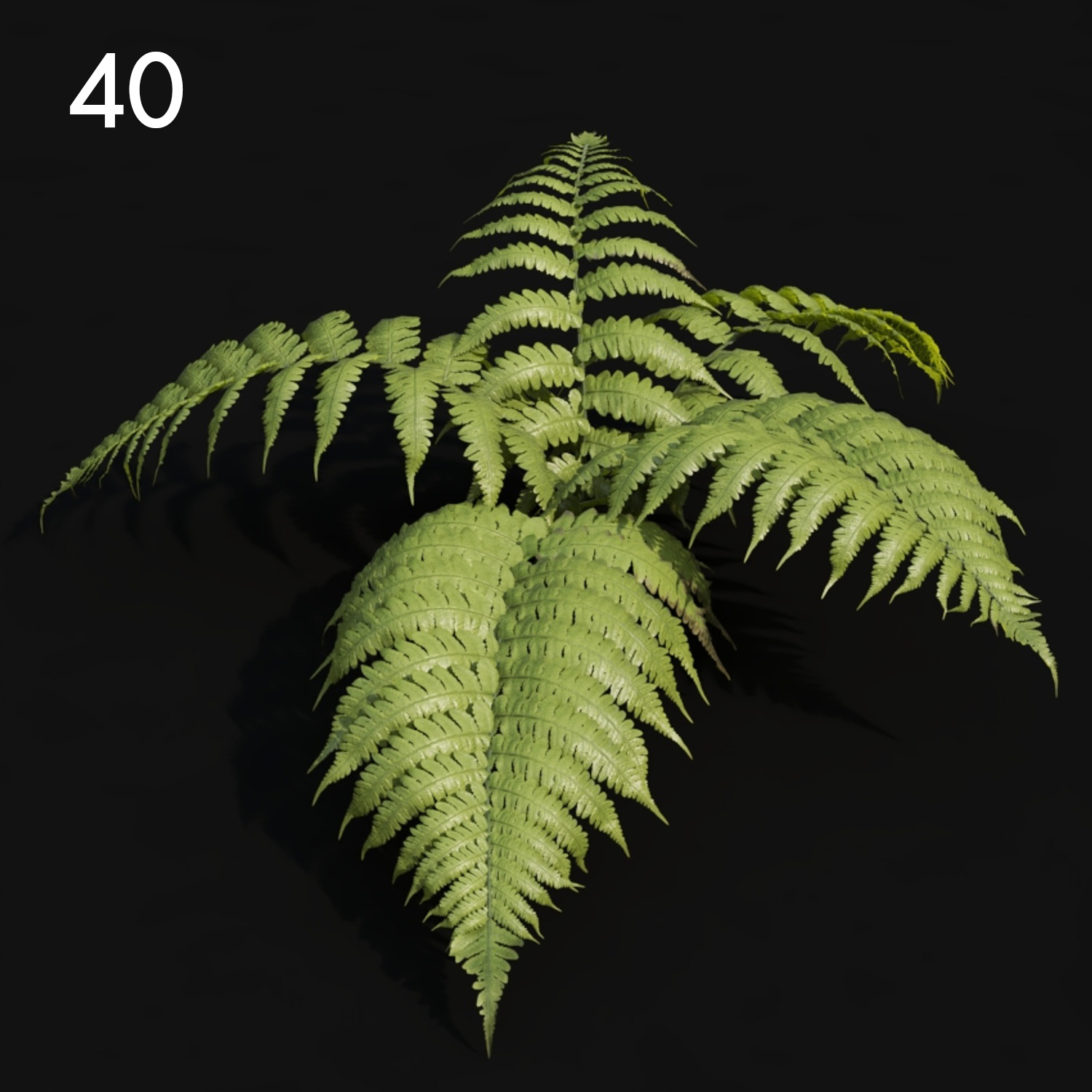 Realistic Fern Proxy Model for SketchUp with V-Ray