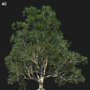 Ficus Macrophylla Proxy Model for SketchUp