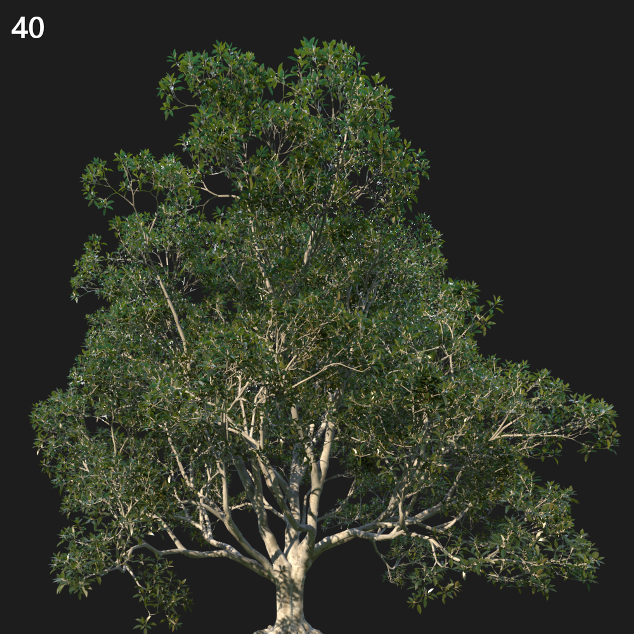 Ficus Macrophylla Proxy Model for SketchUp
