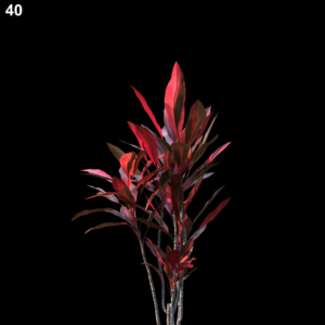 Cordyline Rubra