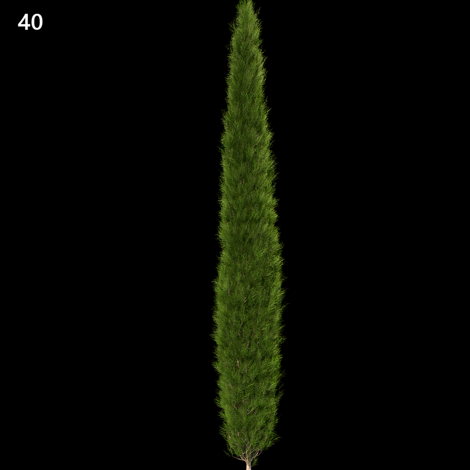 Platycladus Orientalis Tree Model