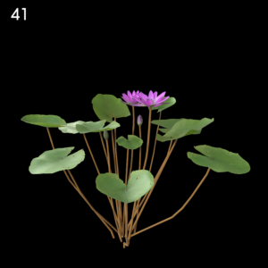 Nymphaea Purple Flower Proxy Model