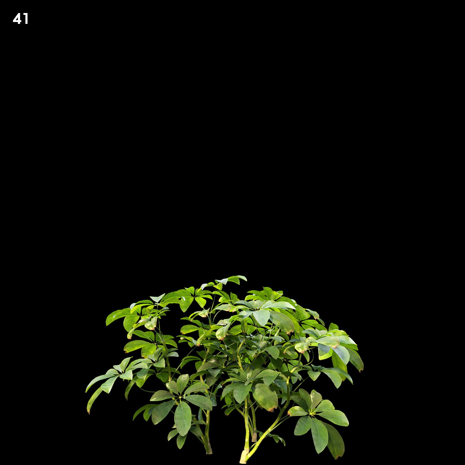 Schefflera Arboricola Proxy Model for SketchUp