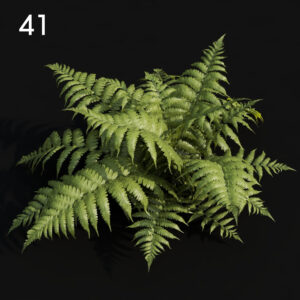 Realistic Fern Proxy Model for SketchUp with V-Ray
