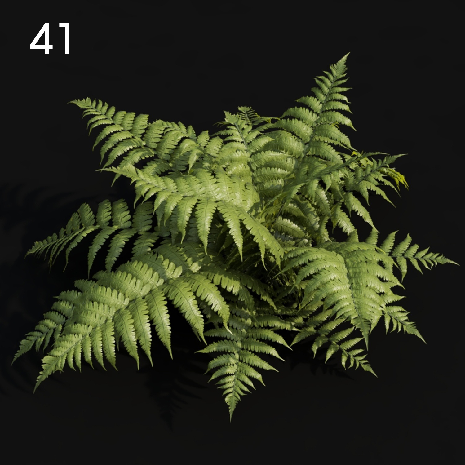 Realistic Fern Proxy Model for SketchUp with V-Ray