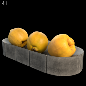 Quince Fruit Proxy Model