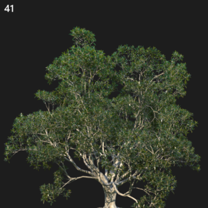 Ficus Macrophylla Proxy Model for SketchUp with V-Ray