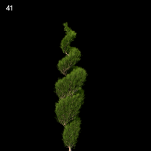 Platycladus Orientalis Proxy Model