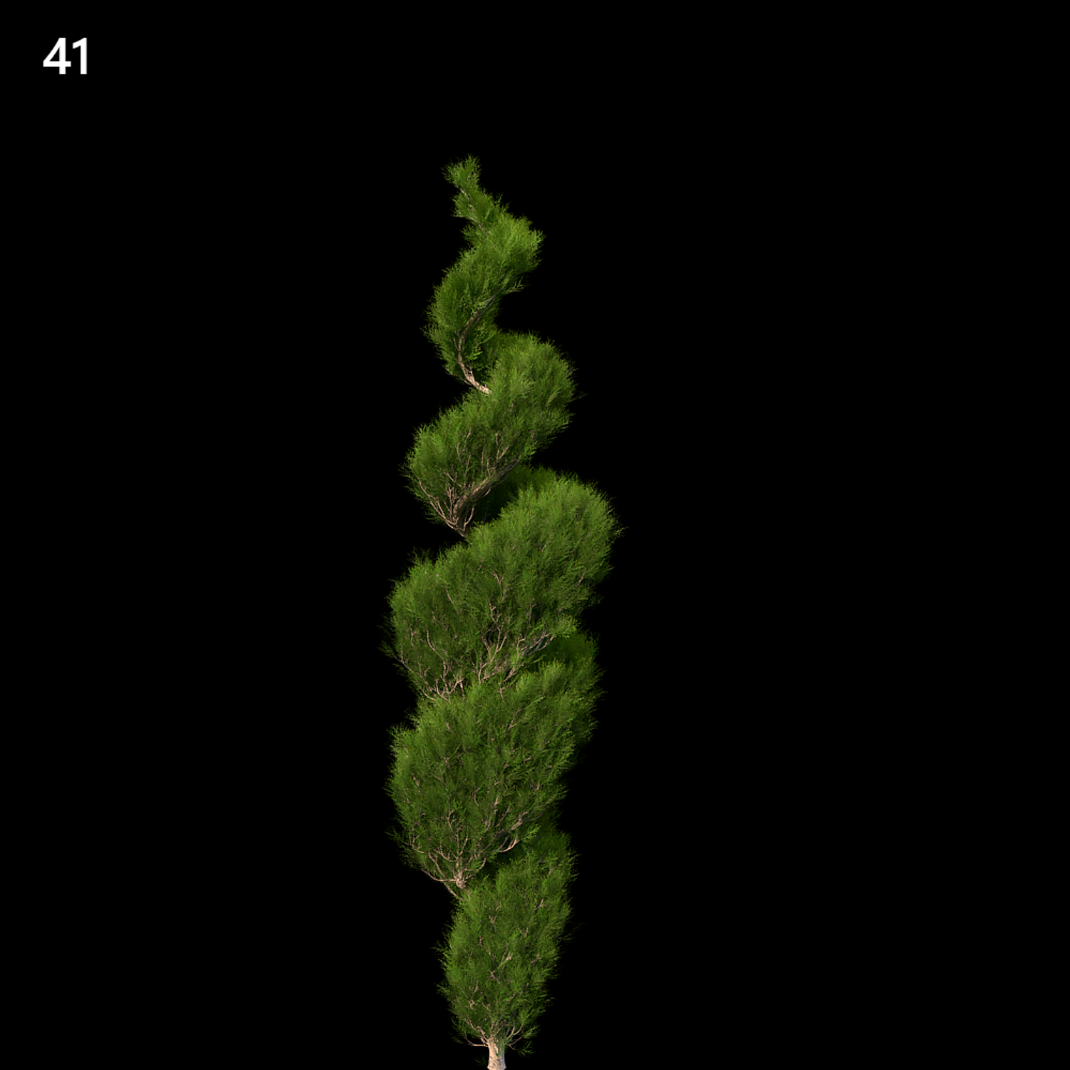 Platycladus Orientalis Proxy Model