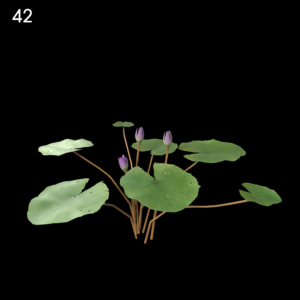 Purple Water Lily Proxy Model for SketchUp with V-Ray